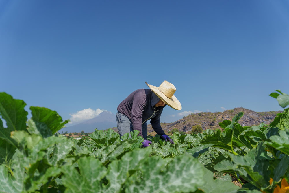 Agricultura sostenible