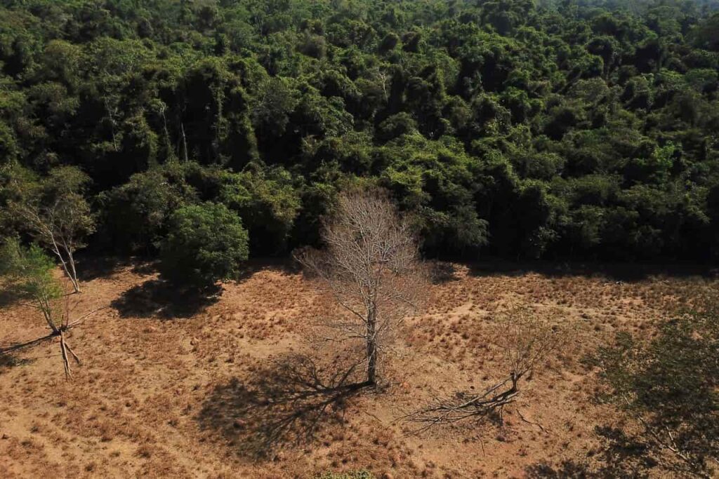 Amenazas del Amazonas