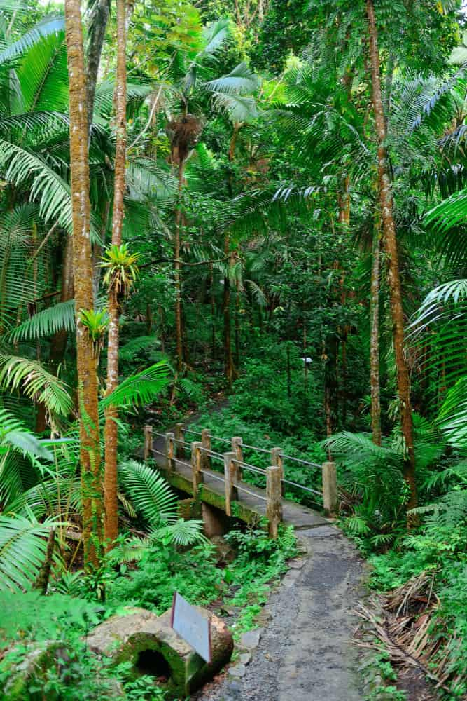 Bosques en América Latina.