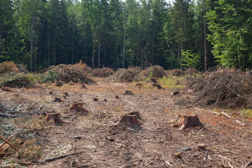 Bosque deforestado y tala ilegal en América Latina.