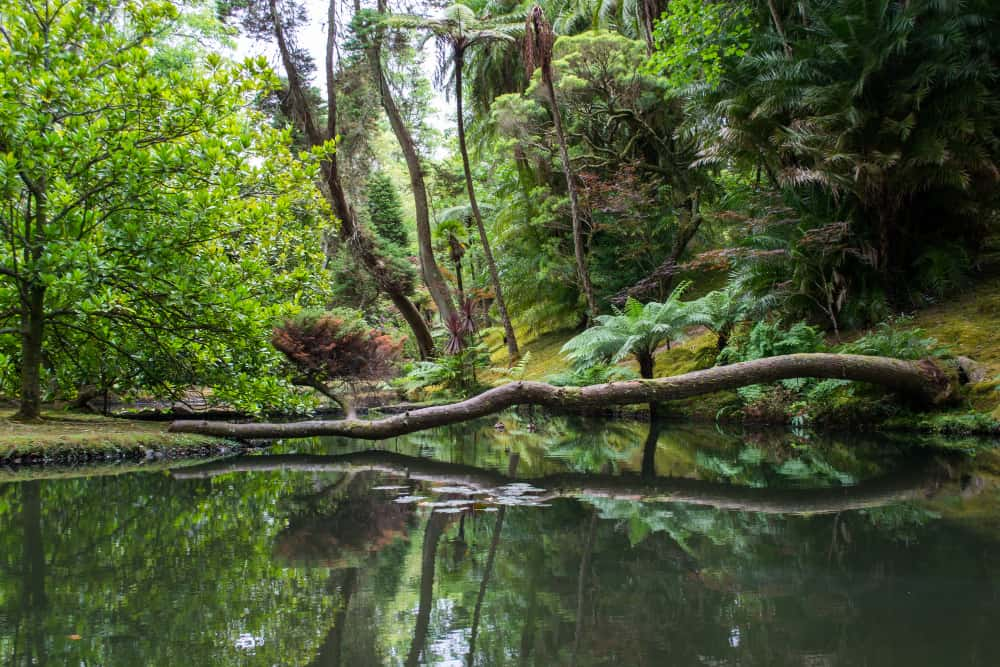 Bosques en América Latina.