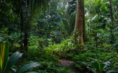 Bosques en América Latina.