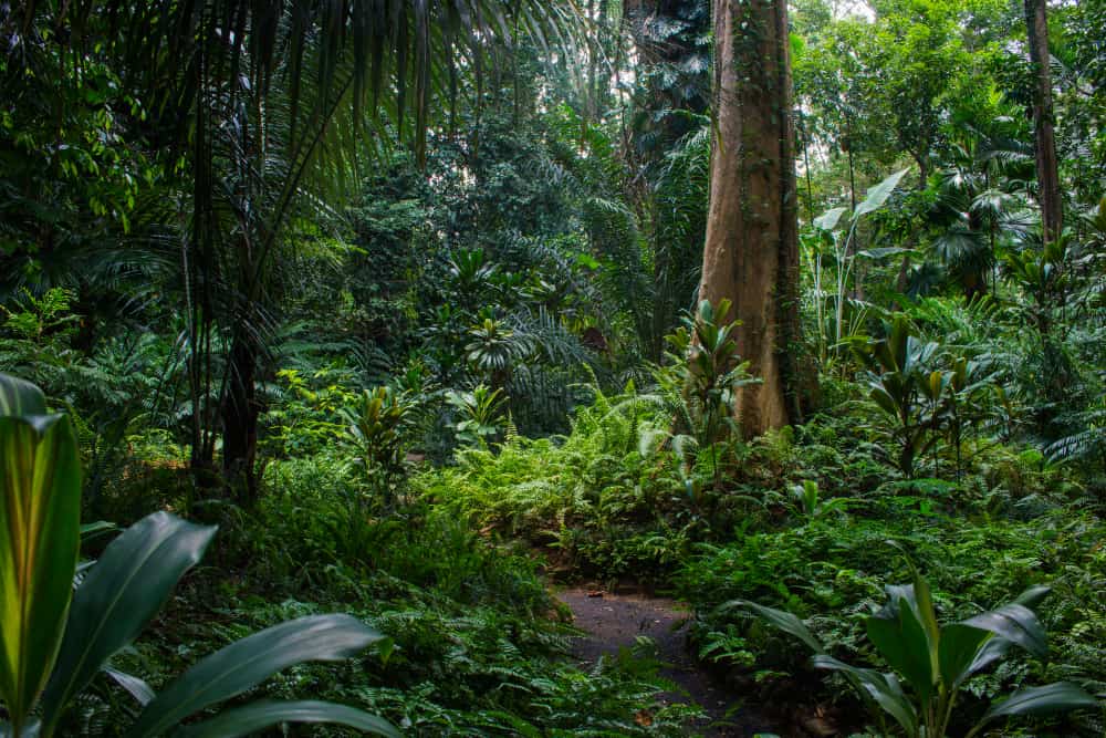 Bosques en América Latina.
