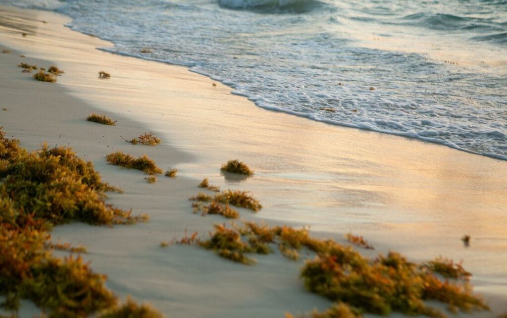 Playa afectada por sargazo en el sureste mexicano.