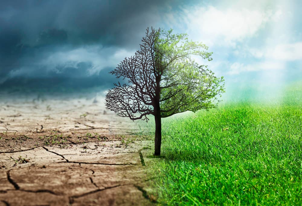 Efectos del Cambio Climático: Árbol con Mitad Muerta y Mitad Viva