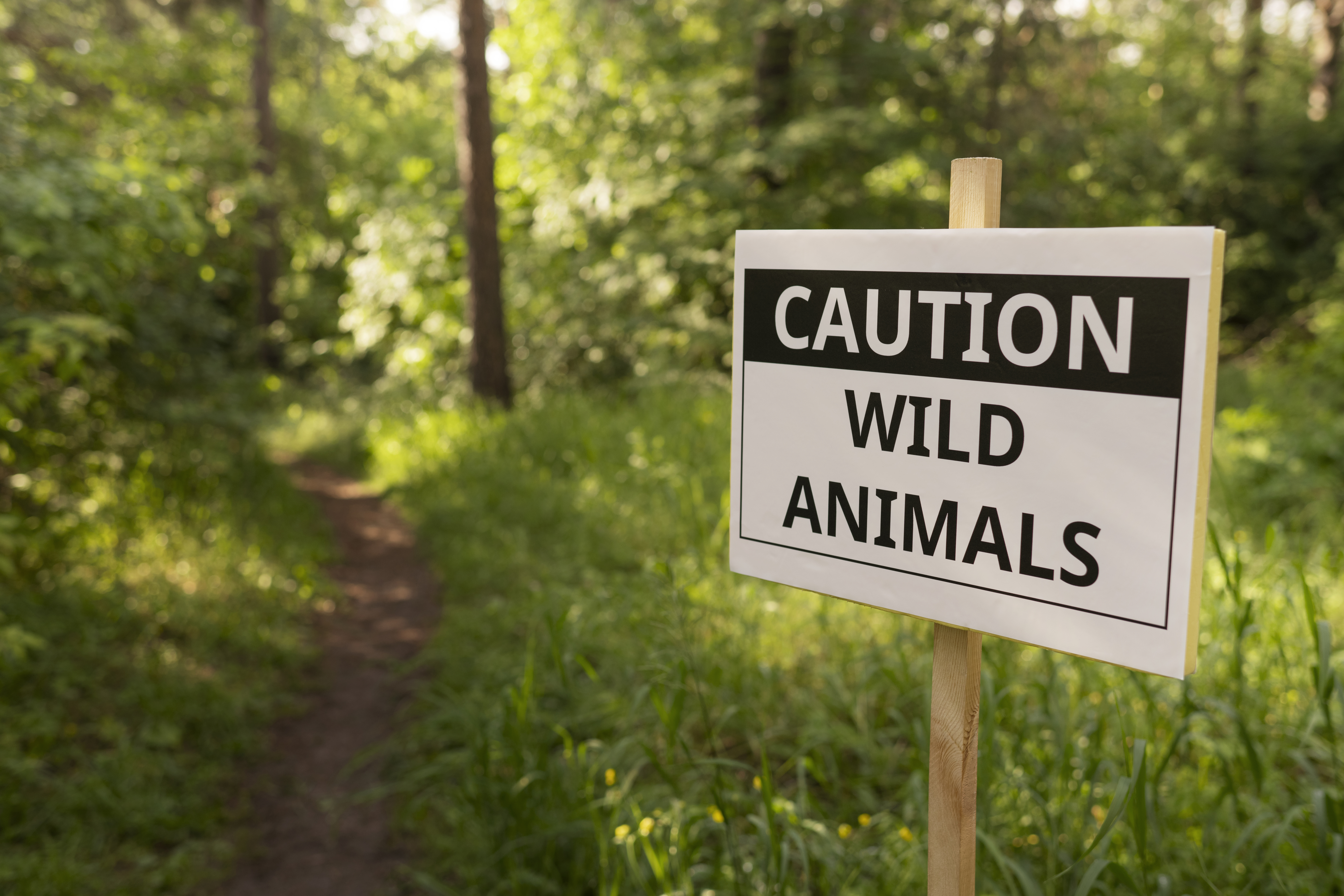 Cartel de advertencia que indica “Precaución: animales salvajes” en un sendero rodeado de bosque.