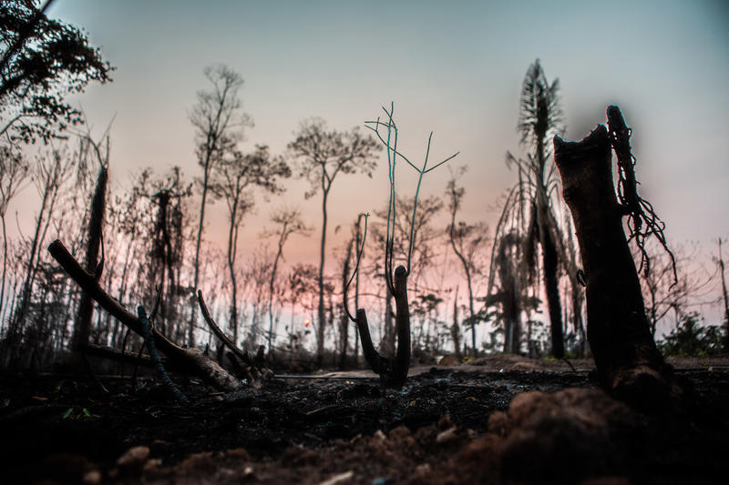 Bosque andino patagónico calcinado tras un incendio, con troncos quemados y cielo rosado al atardecer.