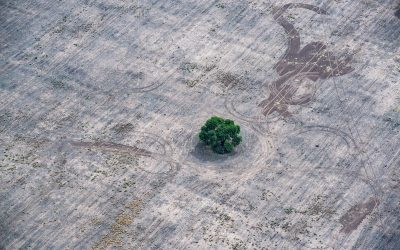 Vista aérea de un campo completamente desmontado con un solo árbol verde rodeado de marcas de maquinaria.