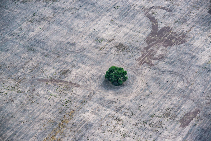 Vista aérea de un campo completamente desmontado con un solo árbol verde rodeado de marcas de maquinaria.