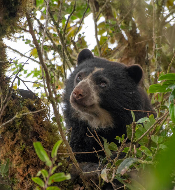Oso andino trepado en un árbol, rodeado de follaje en un bosque nublado de los Andes colombianos.