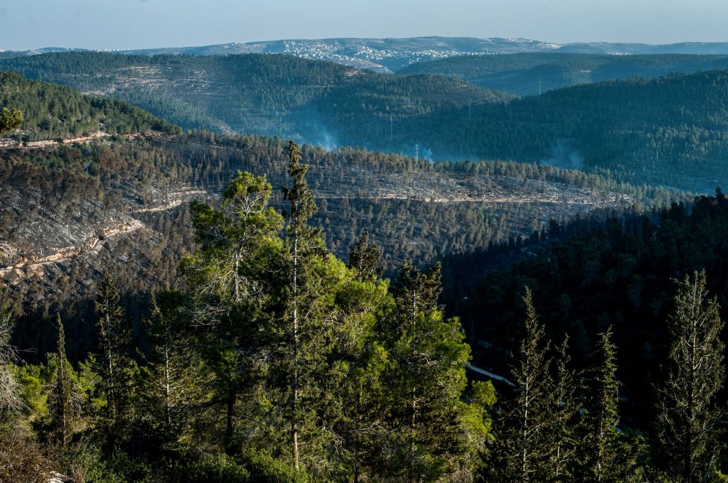 Vista panorámica de un bosque andino-patagónico parcialmente afectado por incendios forestales, con áreas quemadas visibles entre las montañas.