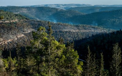 Vista panorámica de un bosque andino-patagónico parcialmente afectado por incendios forestales, con áreas quemadas visibles entre las montañas.
