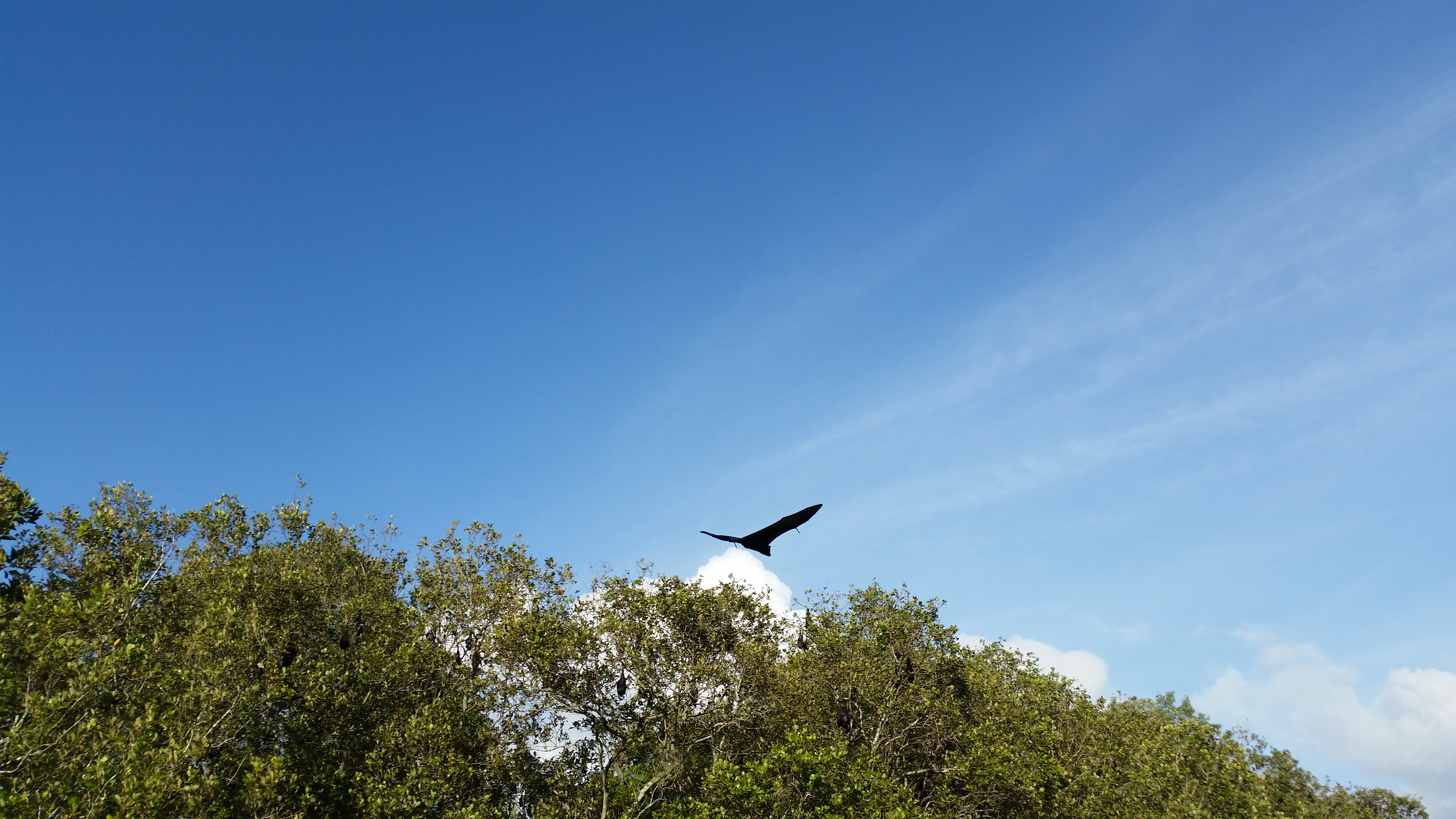 Cóndor andino volando sobre la cima de un bosque bajo cielo despejado en la región patagónica.