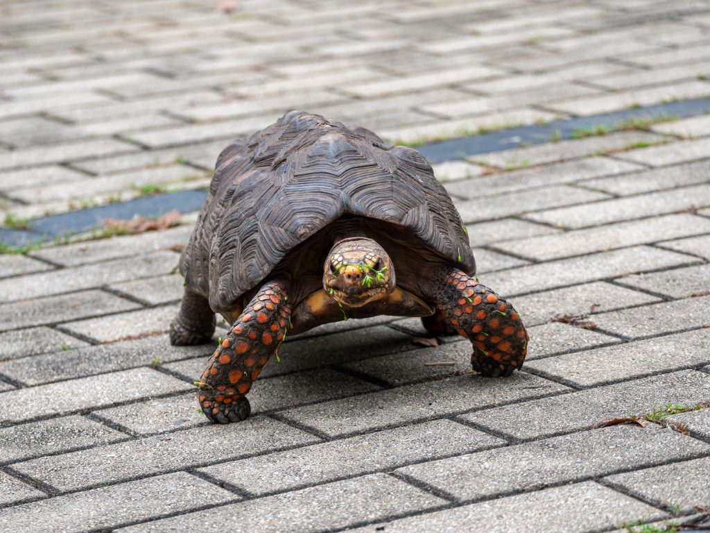 Tortuga terrestre de caparazón oscuro y patas con escamas anaranjadas caminando sobre un sendero de adoquines en un parque urbano.