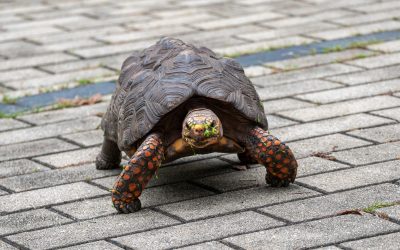 Tortuga terrestre de caparazón oscuro y patas con escamas anaranjadas caminando sobre un sendero de adoquines en un parque urbano.