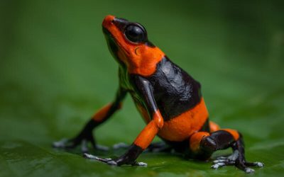 Rana venenosa de vivos colores negro y naranja sobre una hoja verde, símbolo de la biodiversidad en peligro en Colombia.