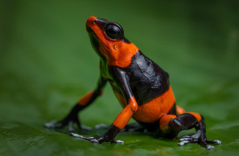 Rana venenosa de vivos colores negro y naranja sobre una hoja verde, símbolo de la biodiversidad en peligro en Colombia.