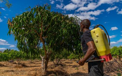 Agricultor aplica tratamiento a un árbol en una plantación bajo cielo despejado, en el marco de prácticas sostenibles impulsadas por comunidades rurales.