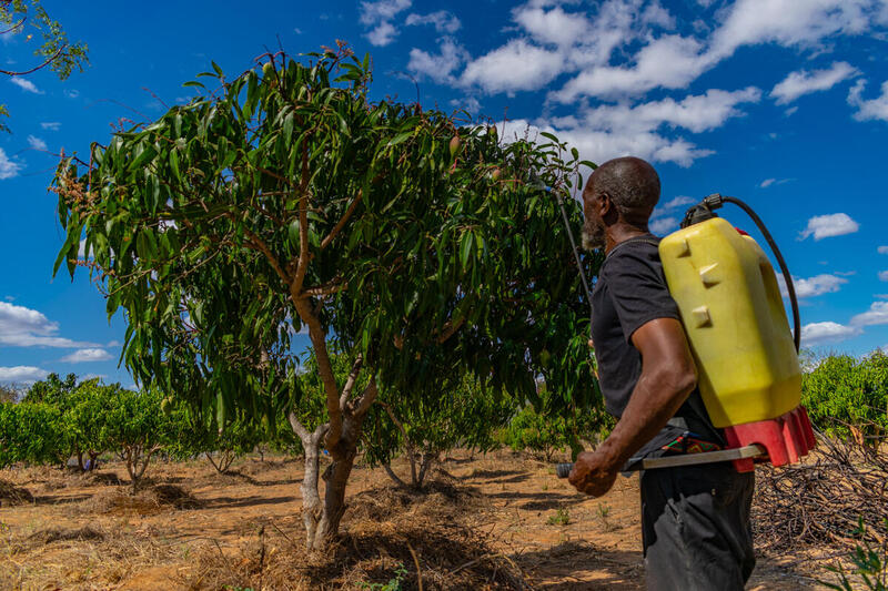 Agricultor aplica tratamiento a un árbol en una plantación bajo cielo despejado, en el marco de prácticas sostenibles impulsadas por comunidades rurales.