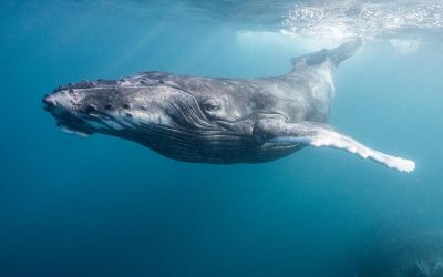 Ballena jorobada nadando en aguas cristalinas del océano, vista de perfil.