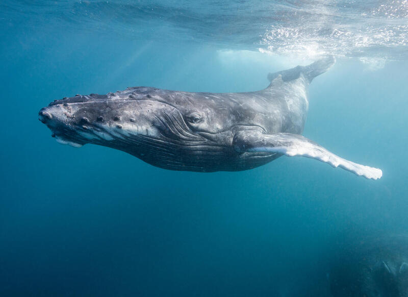 Ballena jorobada nadando en aguas cristalinas del océano, vista de perfil.
