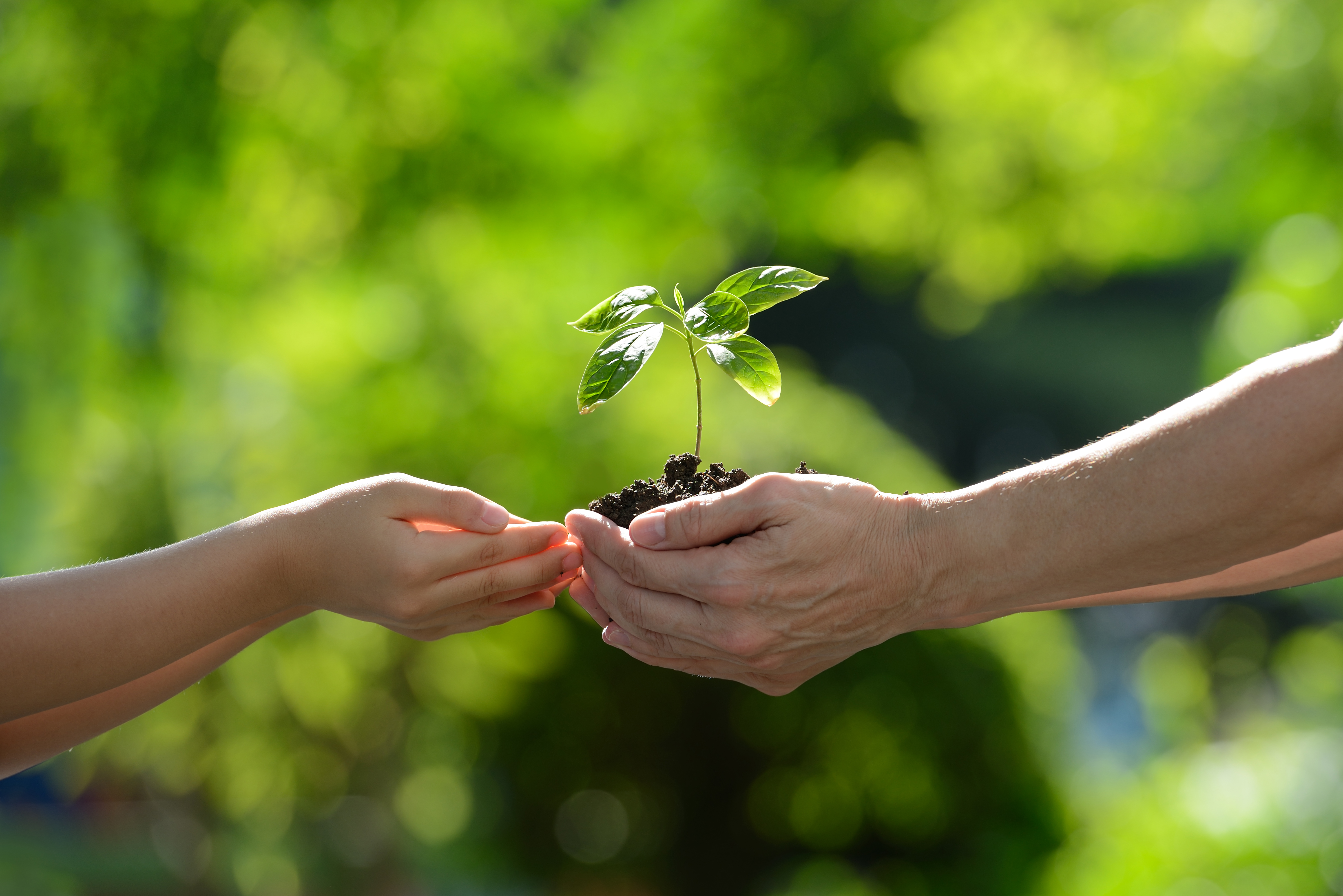 Dos manos adultas entregan una planta joven con tierra a manos infantiles, representando el traspaso generacional del cuidado ambiental.