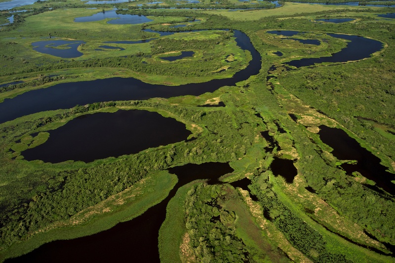 Vista aérea del Pantanal con ríos oscuros serpenteando entre zonas verdes de vegetación densa en un extenso humedal sudamericano.