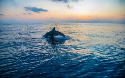 Delfín saliendo del agua durante un atardecer en el océano.