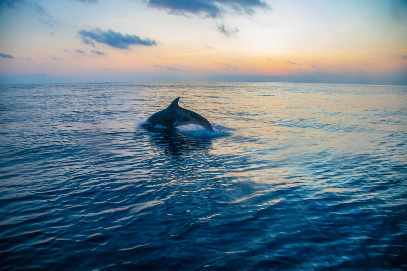 Delfín saliendo del agua durante un atardecer en el océano.