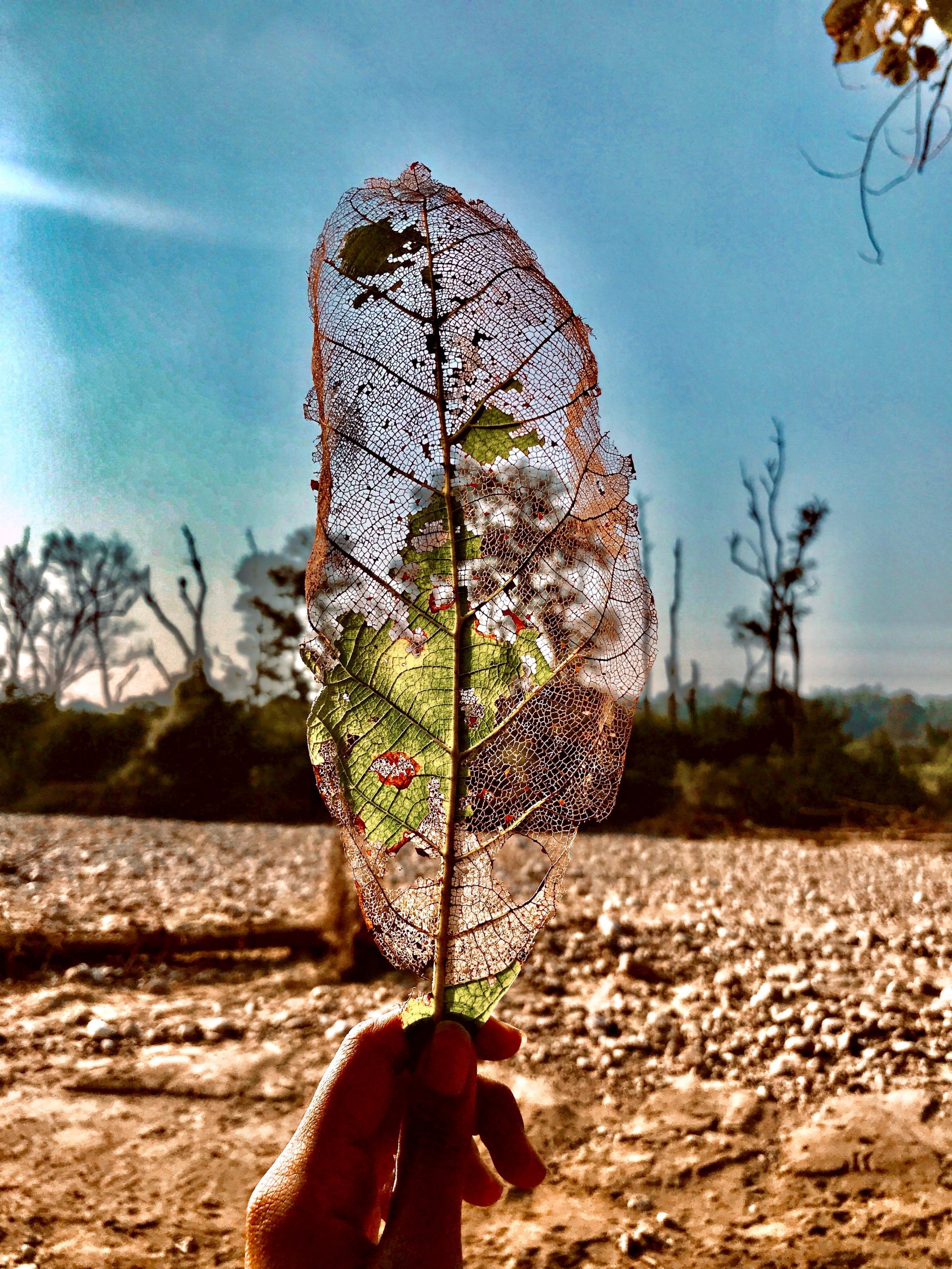 Mano sostiene una hoja seca y desgastada frente a un terreno árido y árboles marchitos.