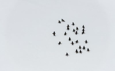 Vista aérea de pingüinos caminando sobre una superficie nevada blanca.
