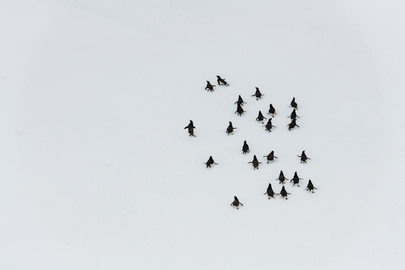 Vista aérea de pingüinos caminando sobre una superficie nevada blanca.