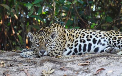 Jaguar acostado sobre la tierra, con mirada fija, rodeado de vegetación densa en un bosque tropical.