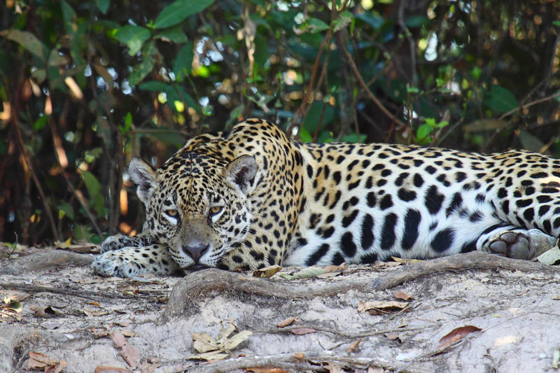 Jaguar acostado sobre la tierra, con mirada fija, rodeado de vegetación densa en un bosque tropical.