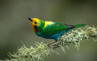 Ave tangara de colores vivos posada en una rama con musgo.