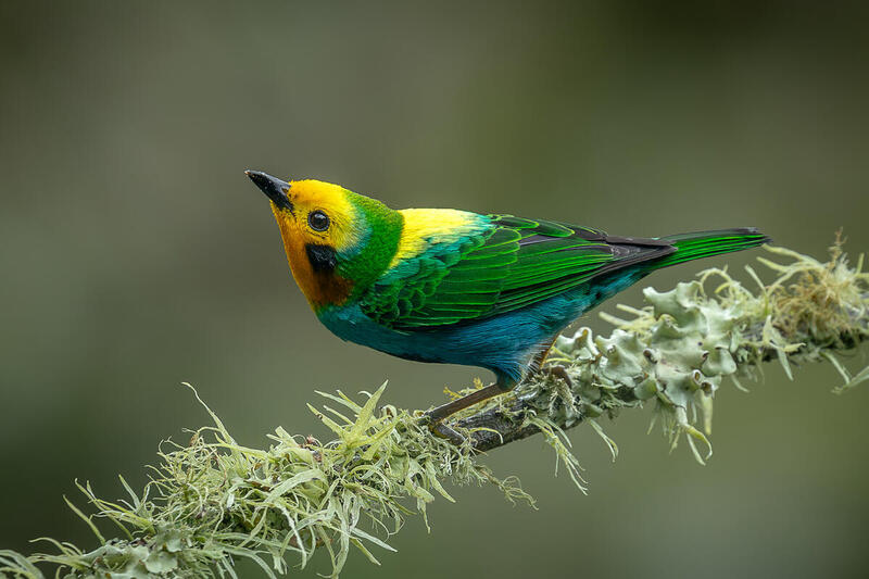 Ave tangara de colores vivos posada en una rama con musgo.