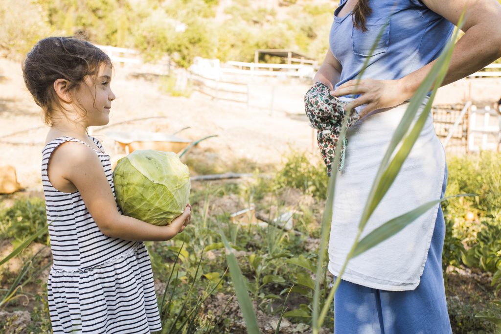 Niña con vestido de rayas sosteniendo un repollo grande mientras conversa con una mujer de delantal en un huerto soleado.