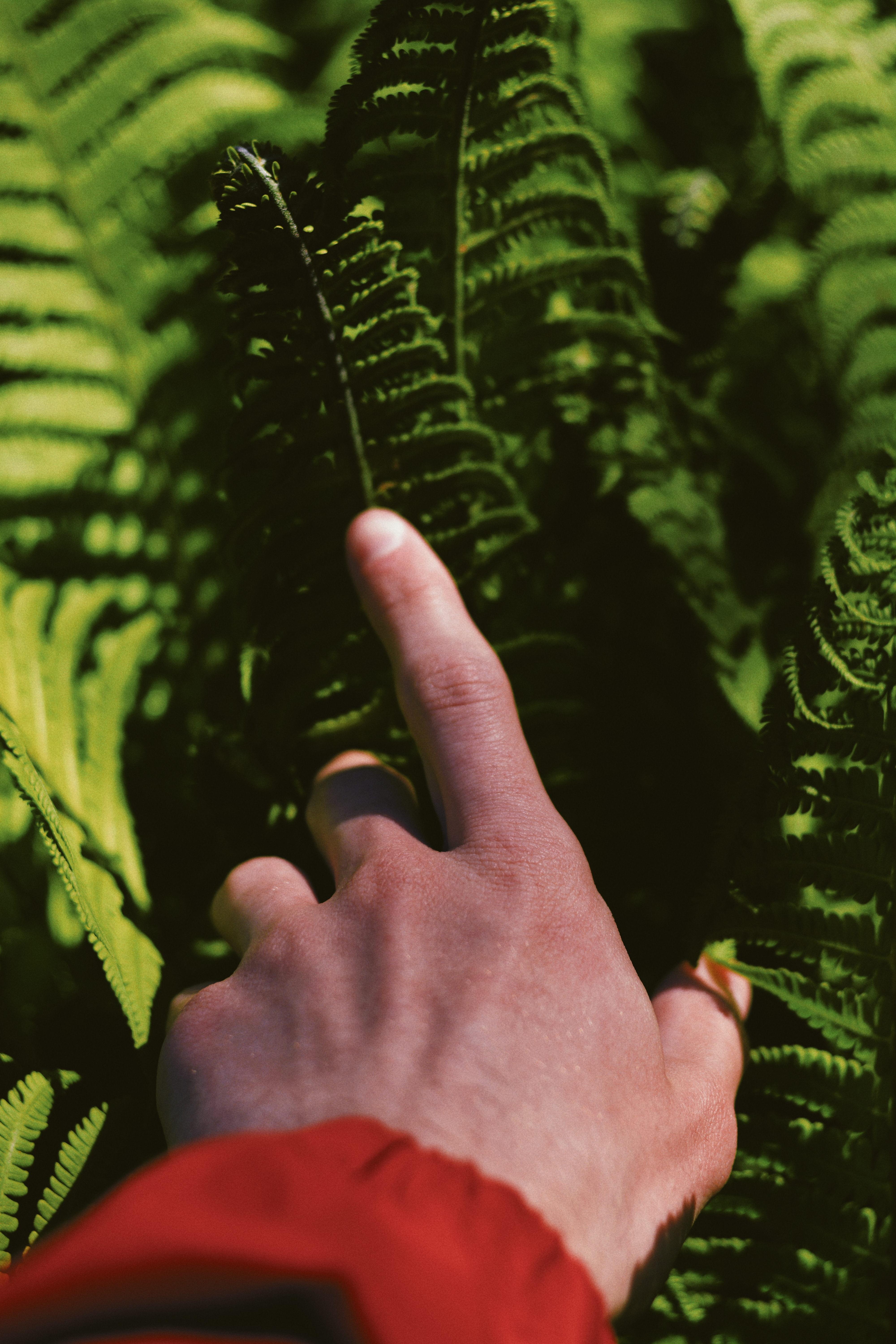 Mano tocando hojas verdes en un bosque iluminado por luz natural.
