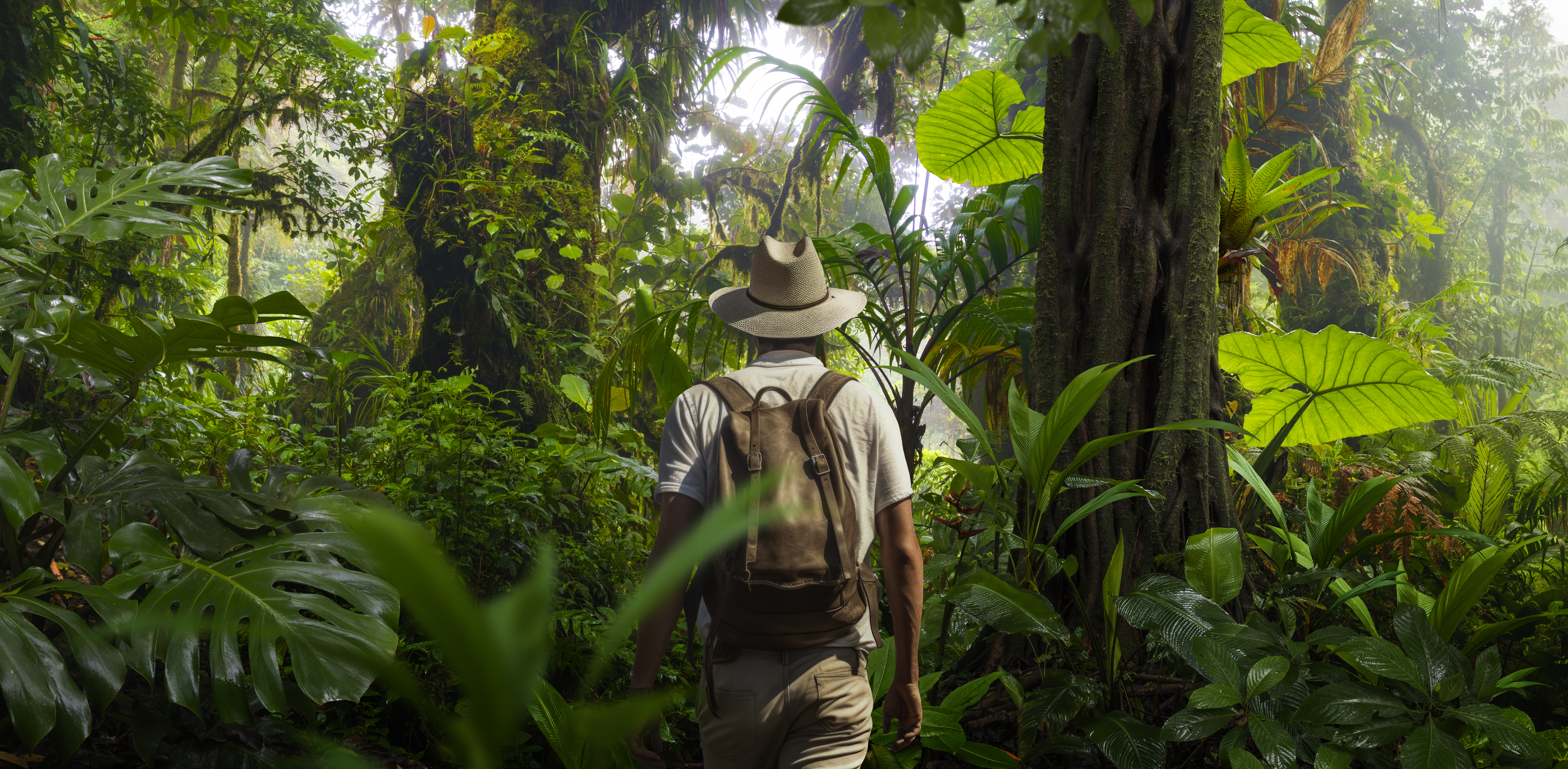 Hombre con sombrero y mochila caminando entre la densa vegetación de una selva tropical, rodeado de árboles altos y hojas grandes