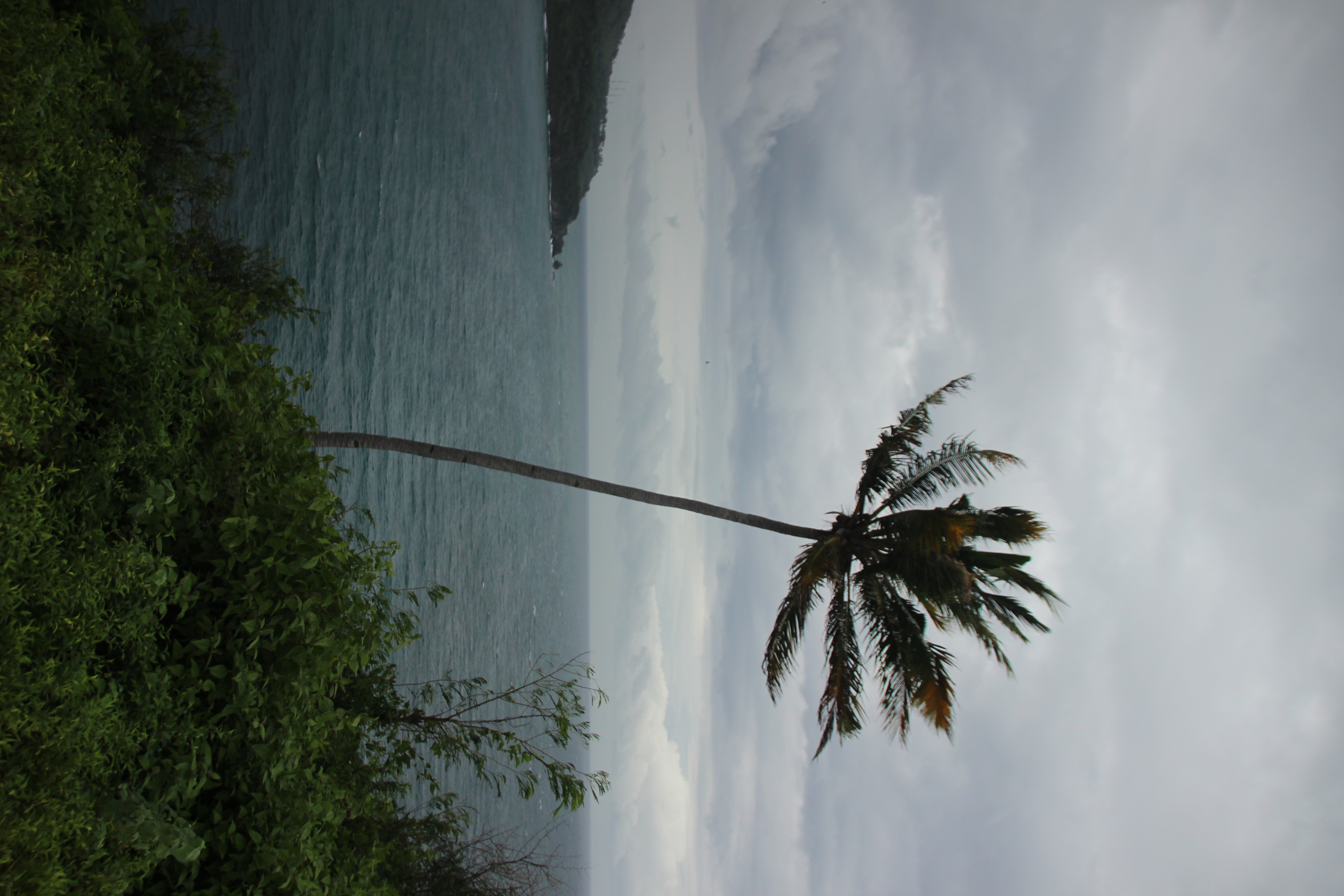 Palmera alta inclinada por el viento en un acantilado con vista al mar, bajo un cielo gris y nublado