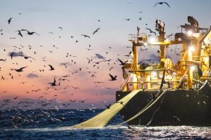 Barco pesquero industrial en el océano rodeado de gaviotas al amanecer.