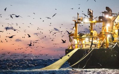 Barco pesquero industrial en el océano rodeado de gaviotas al amanecer.