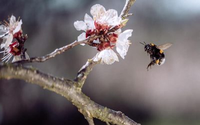 Abeja en vuelo dirigiéndose a una flor blanca sobre una rama.