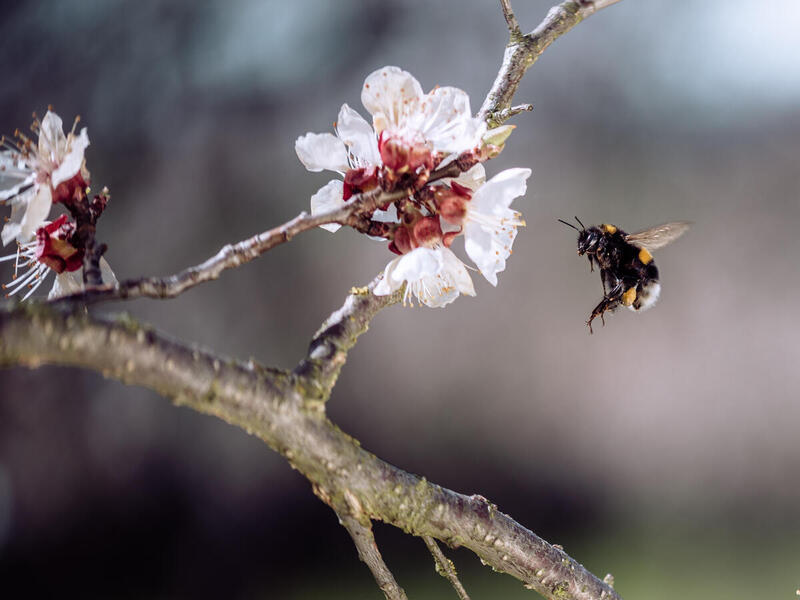 Abeja en vuelo dirigiéndose a una flor blanca sobre una rama.