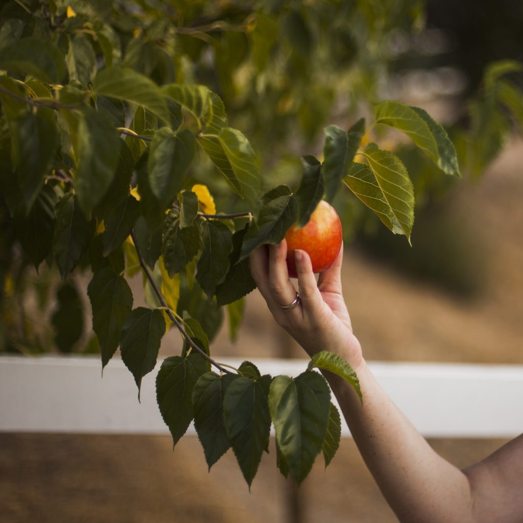Mano recogiendo una manzana roja directamente del árbol entre hojas verdes.