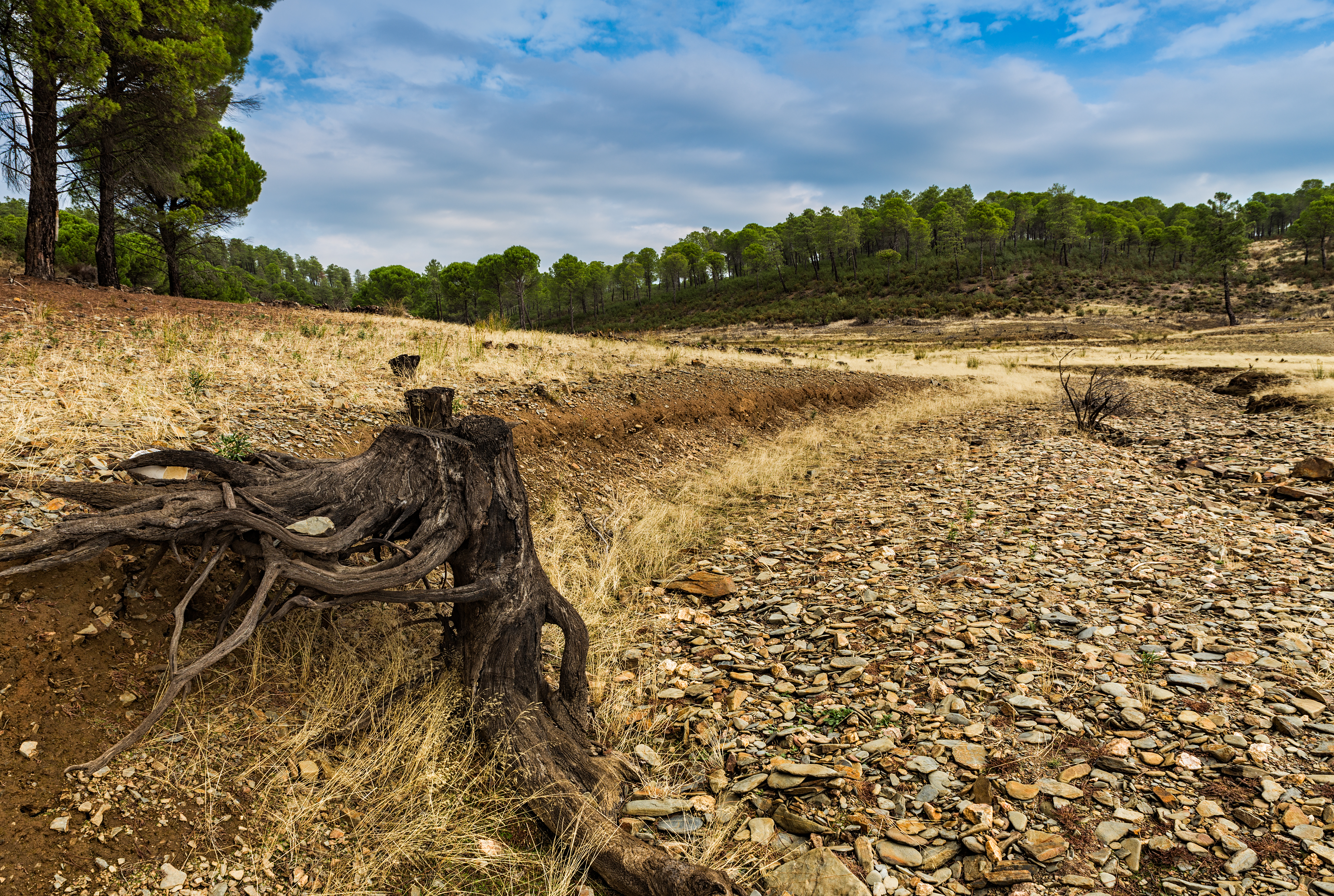 Tronco con raíces expuestas en un arroyo seco rodeado de piedras y vegetación escasa.