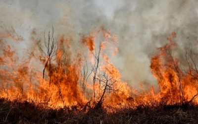 Incendio forestal en terreno seco, con llamas altas consumiendo vegetación y humo denso elevándose hacia el cielo gris.
