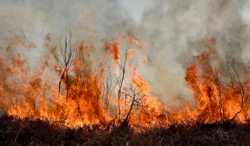 Incendio forestal en terreno seco, con llamas altas consumiendo vegetación y humo denso elevándose hacia el cielo gris.