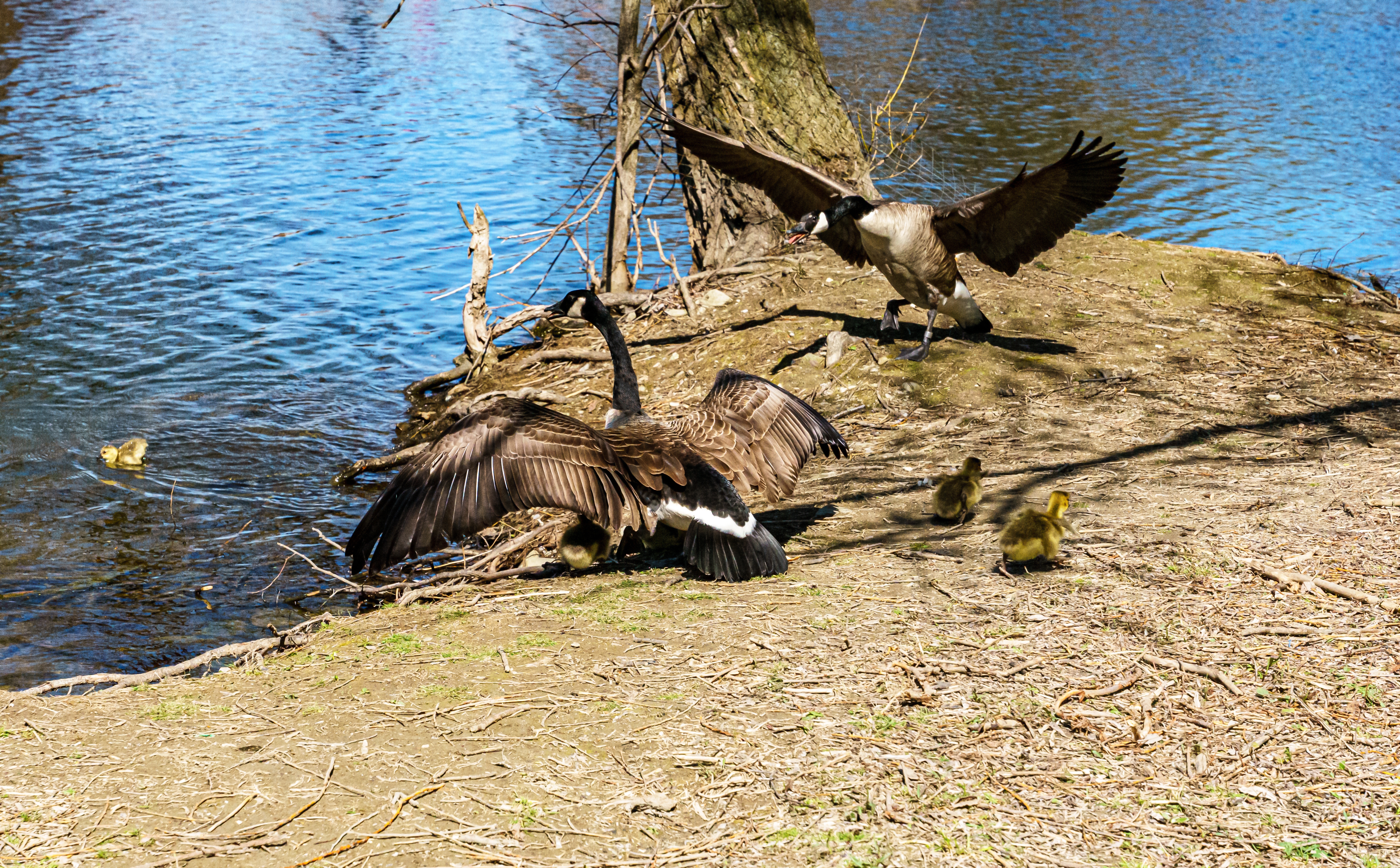 Pareja de gansos despliega las alas para proteger a sus polluelos junto a la orilla de un lago.
