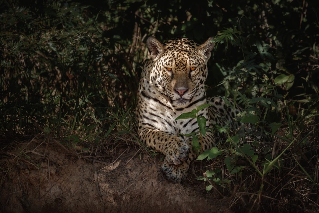Jaguar adulto descansa entre la vegetación densa de la selva, observando con mirada fija.